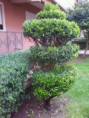 /album/topiaria/a392528-441729289186082-1048875326-n-jpg1/